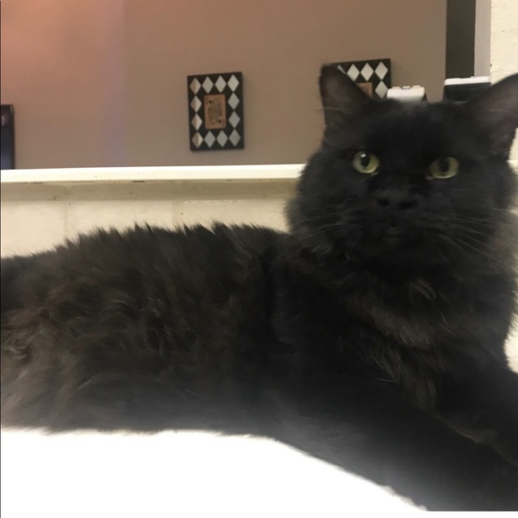 New Rescue - Picture 6 of 6